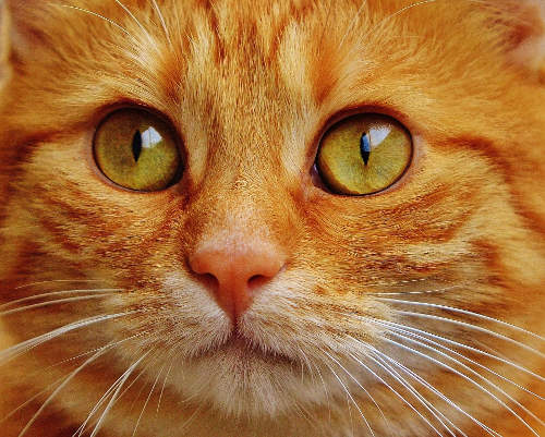 First photo of a cat