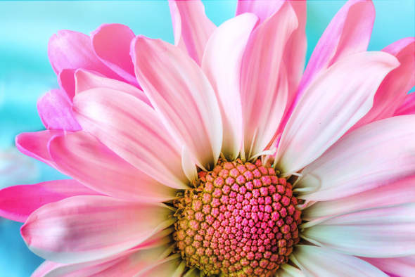 Majestic Flower